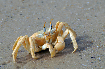 Crabe dans le sable, Sénégal