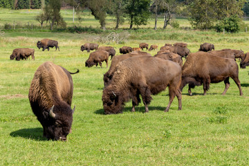 American bison (Bison bison) simply buffalo