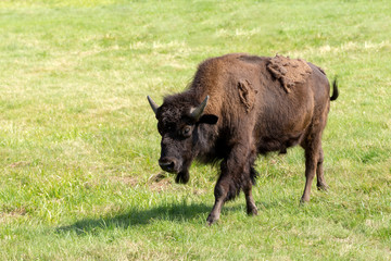 American bison (Bison bison) simply buffalo