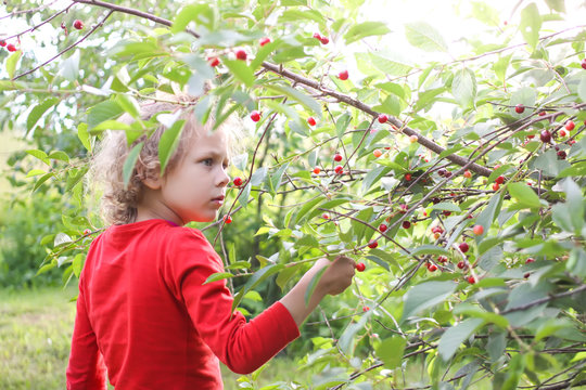 Little girl collecting ripe cherries on cherry tree in a summer garden.