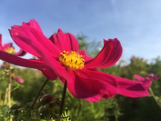 cosmos