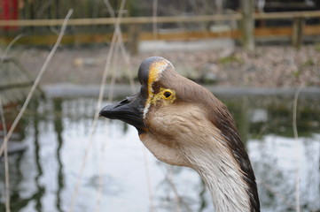Gans