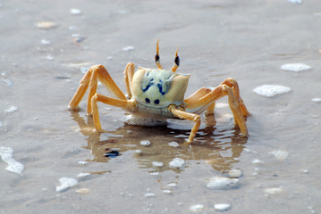 Crabe au bord de l'eau