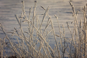 Obraz premium Winter morning, snowy surroundings, cold, frosty. snow covered all the grass everything around shines.