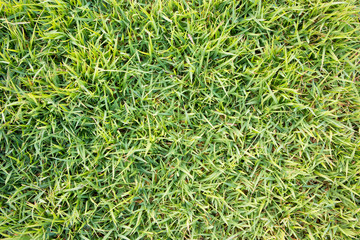 green grass texture natural background