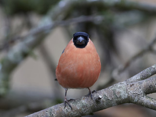 Eurasian bullfinch (Pyrrhula pyrrhula)