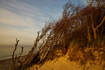Obraz premium Lichtstimmung am Abend am Darßer Weststrand, Nationalpark Vorpommersche Boddenlandschaft, Mecklenburg Vorpommern, Deutschland.