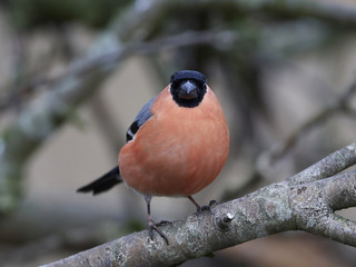 Eurasian bullfinch (Pyrrhula pyrrhula)