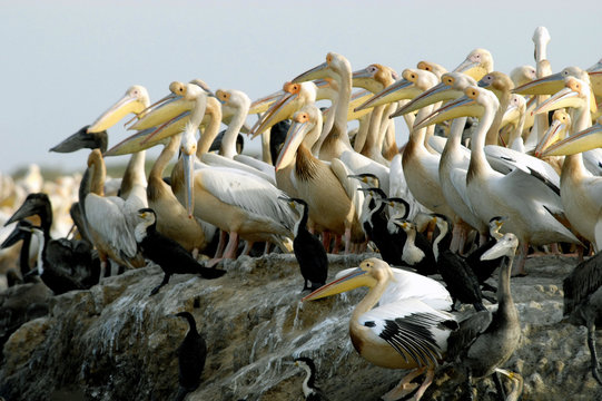 P&eacute;licans, parc du Djouj, S&eacute;n&eacute;gal