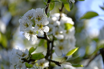 Obstblüten im Frühjahr