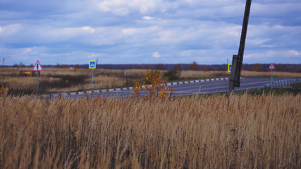 Колосистое поле