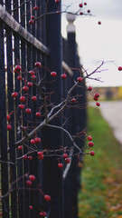 Веточка рябины