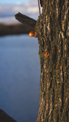 Осеннее дерево