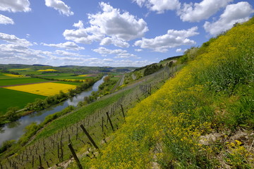 Landschaft und Weinberge bei Stetten, Landkreis Main-Spessart, Unterfranken, Bayern, Deutschland