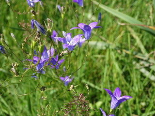 wildflowers