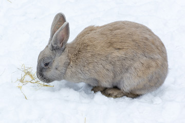Creamy-colored rabbit on white snow.