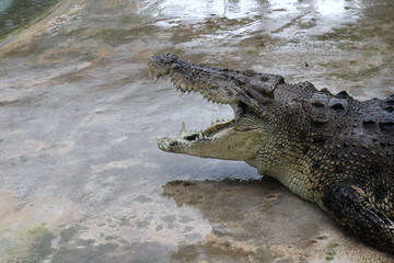 resting crocodile on the farm