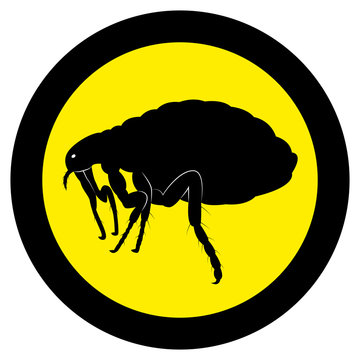Vector image of flea silhouette