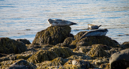 Fototapeta premium Seals resting in Iceland