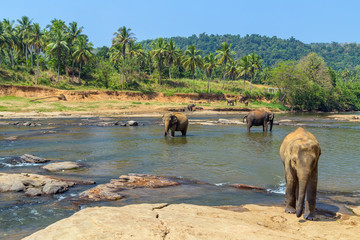 Elephants family Asia spring