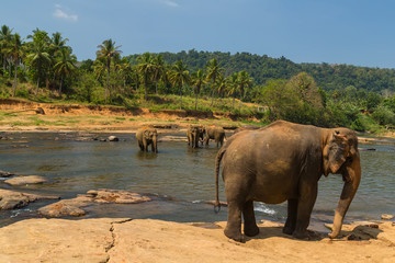 elephant in spring river outdoor leisure