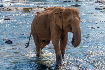 Asia Elephants tropical summer in river Ceylon, Sri Lanka