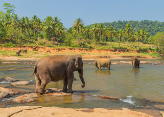 elephant orphanage, Sri lanka landscape of the jungle