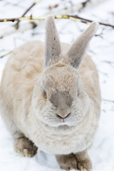 Creamy-colored rabbit on white snow.
