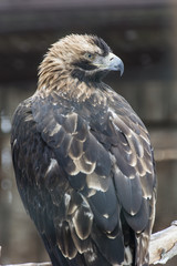 A bird king eagle watching the surroundings.