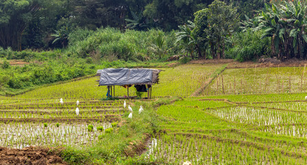 paddies asia Shack landscape and village