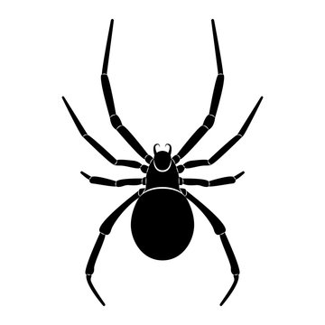 Vector, flat spider image isolated on white background