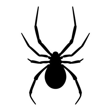 Vector image of spider silhouette