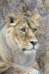 Obraz na płótnie Canvas Observing lioness outside outside the fence.