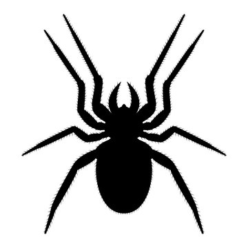 Vector image of spider silhouette
