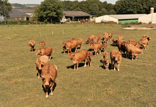 agriculture elevage betail vache bovin ferme
