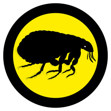 Vector image of flea silhouette