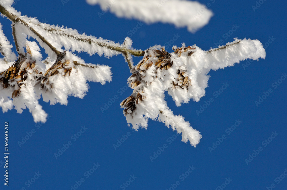 Wall mural neige arbre hiver gel froid saison nature environnement