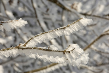 neige arbre hiver gel froid saison nature environnement