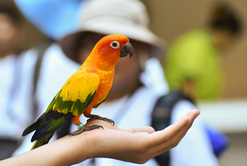 Obraz premium parrot