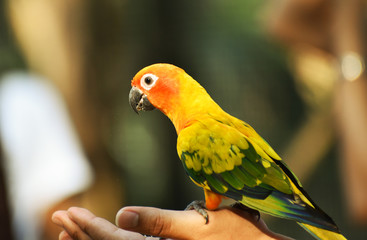 parrot