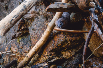 Fototapeta premium Wild mink hid in the roots of a tree. Wild animal in forest