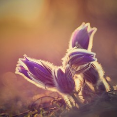 Fototapeta na wymiar Spring flower. Nature with meadow and sunset. Seasonal concept for springtime. Beautifully blossoming pasque flower and sun with a natural colored background. (Pulsatilla grandis)