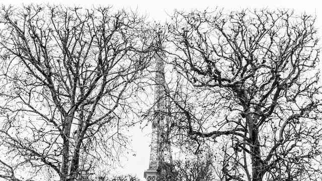 Madame Eiffel derrière les branches 