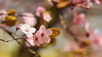 Spring blossom background. Beautiful nature scene with blooming tree and sun. Sunny day. Spring flowers. Abstract blurred background in Springtime.
