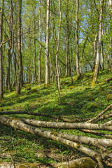 Naklejka premium Spring feeling in the woodland