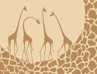 Naklejka premium nice giraffes illustration