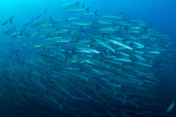 Fototapeta na wymiar Fish in ocean . School of fishes baracudas at open sea with blue background.