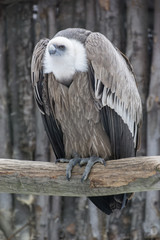 Vulture sitting on a branch.