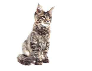 Gray kitten with fluffy hair on a white background