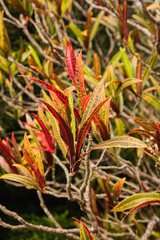 Red and orange leaves
